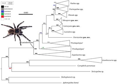 Phylogenomics of Lasiodoriforms: reclassification of the South American genus Vitalius Lucas, Silva and Bertani and allied genera (Araneae: Theraphosidae)